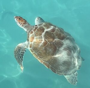 Sea Turtle in the Ocean Visit Beaches and Sandals Resorts